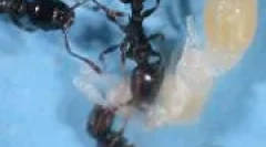 В царството мурай отбеляза рисковете от роби